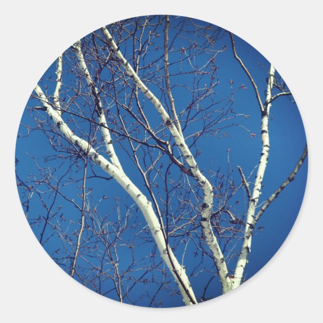 White Birch Tree Blue Sky Nature Runder Aufkleber (Vorderseite)