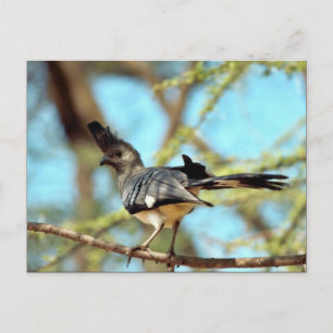 White-Blies Go Away Bird Postkarte