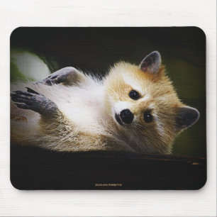 White Blond Raccoon Wildlife Süße Tier Mousepad