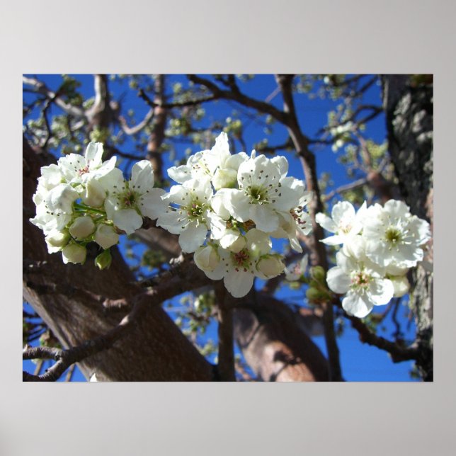 White Blossom Cluster Frühlingsblühende Birnbaum Poster (Vorne)