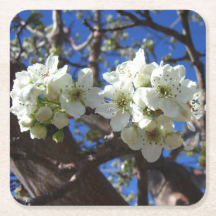 White Blossom Cluster Frühlingsblühende Birnbaum Rechteckiger Pappuntersetzer