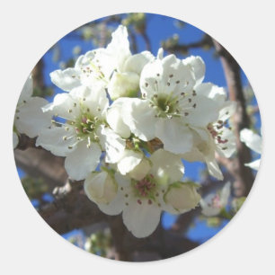 White Blossom Cluster Frühlingsblühende Birnbaum Runder Aufkleber