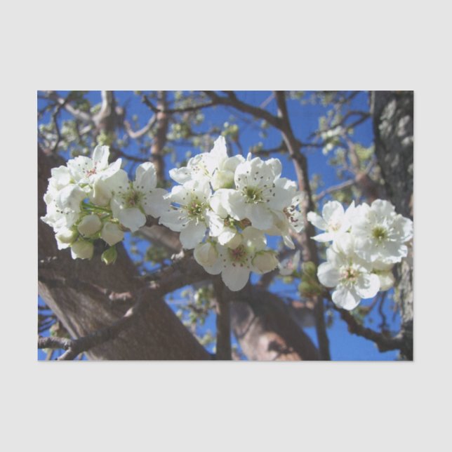 White Blossom Cluster Frühlingsblühende Birnbaum Seidenpapier (Vorderseite)