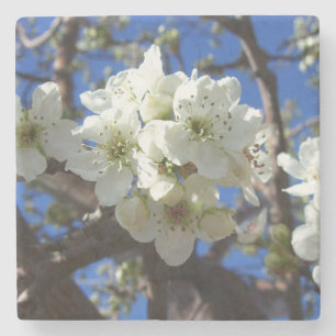 White Blossom Cluster Frühlingsblühende Birnbaum Steinuntersetzer