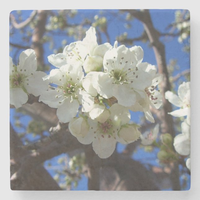 White Blossom Cluster Frühlingsblühende Birnbaum Steinuntersetzer (Vorderseite)
