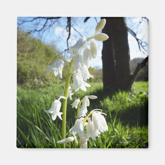 White Bluebells Magnet (Vorne)