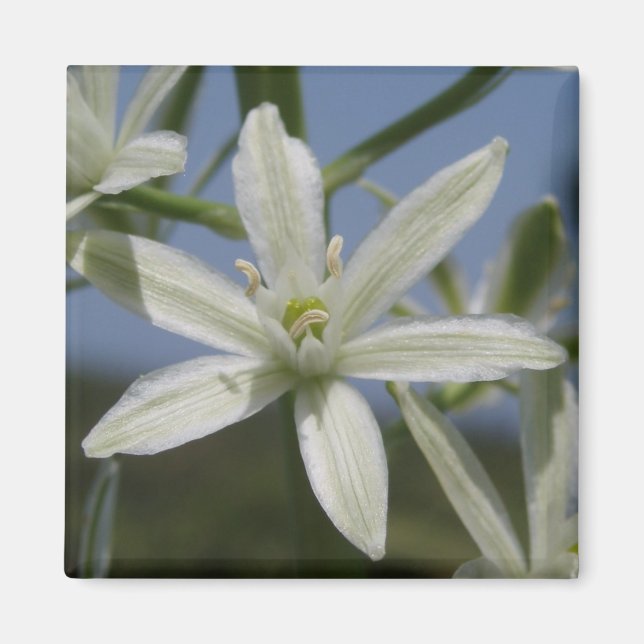 White Blume Magnet (Vorne)