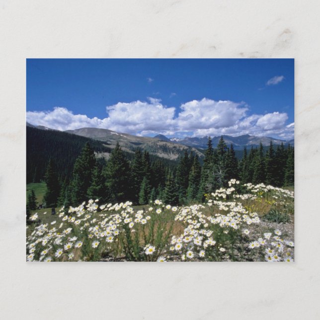 White Boreas Pass, Breckenridge Blume Postkarte (Vorderseite)