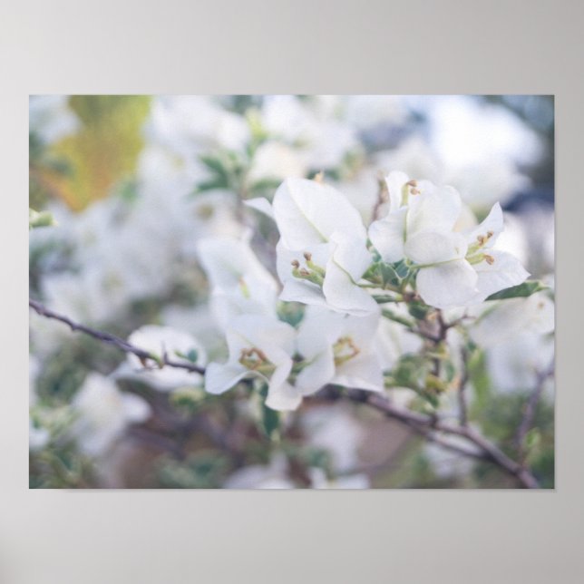 White Bougainvillea Poster (Vorne)