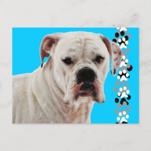 White Boxer Foto Postkarte