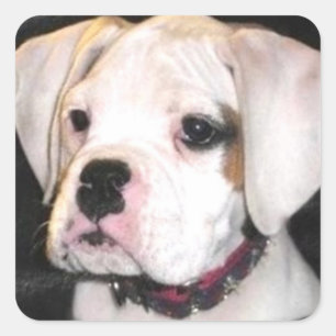 White Boxer Welpensticker Quadratischer Aufkleber