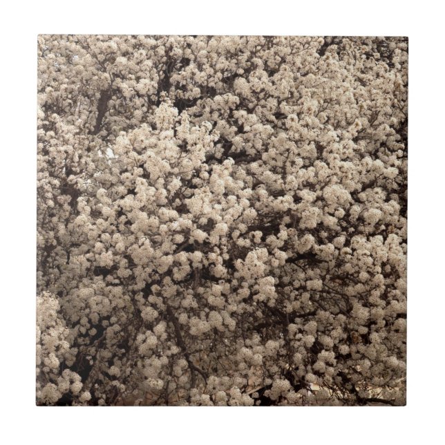 White Bradford Pear Spring Flowers Fliese (Vorderseite)