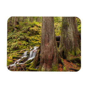 White Branch Falls, Oregon Cascades, Oregon Magnet