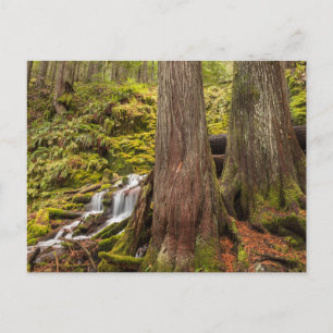 White Branch Falls, Oregon Cascades, Oregon Postkarte