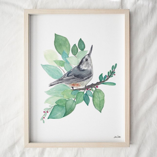 White Breastch Nuthatch Bird Art Print Poster (Von Creator hochgeladen)