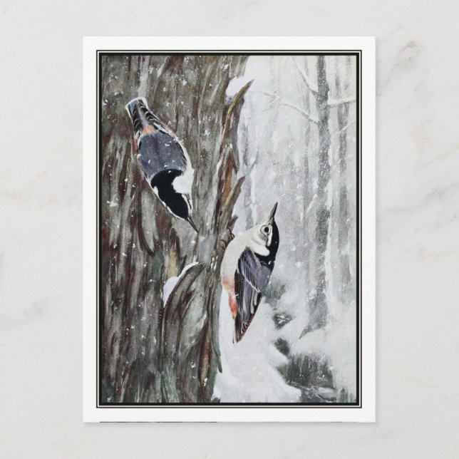 White Breasted Nuthatch - Robert Bruce Horsfall Postkarte (Vorderseite)