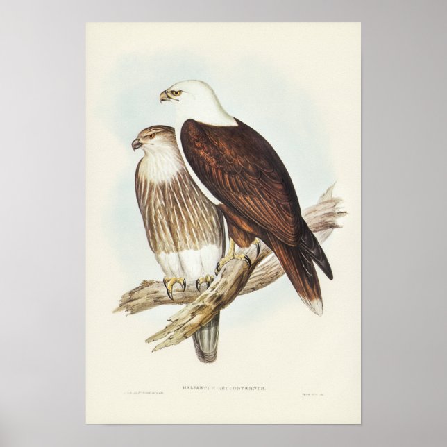 White-Breasted Sea Eagle von Elizabeth Gould Poster (Vorne)