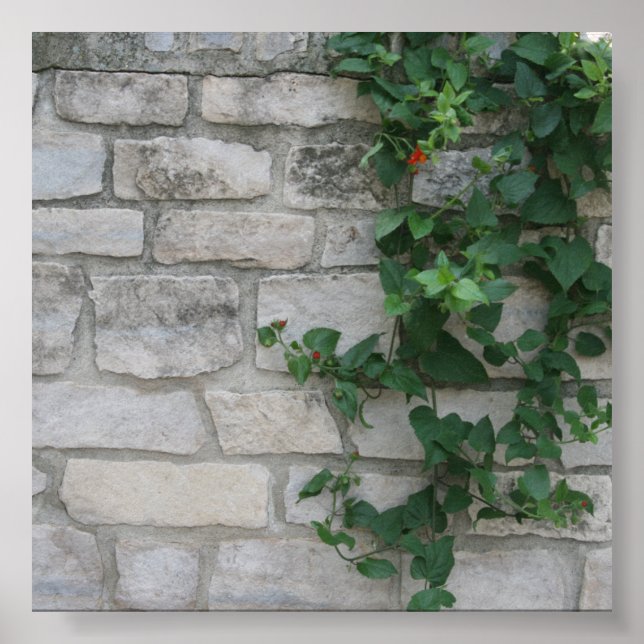 White Brick Vine Photo Backdrop Poster (Vorne)