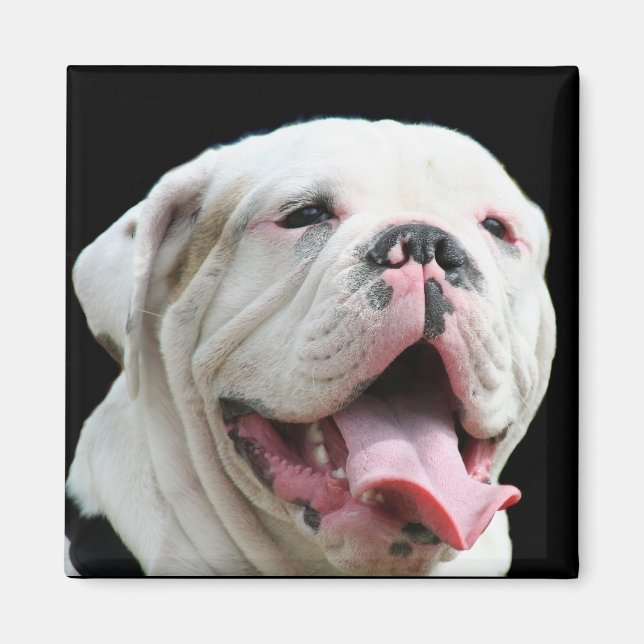 White Bulldog Magnet (Vorne)