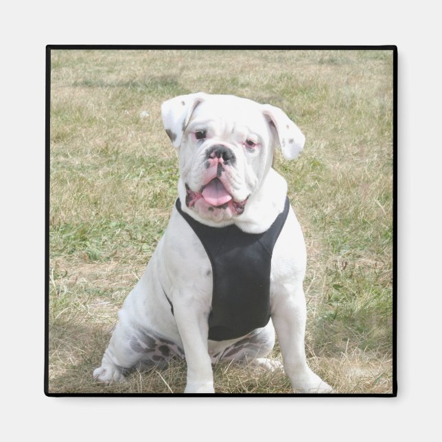 White Bulldog Magnet (Vorne)