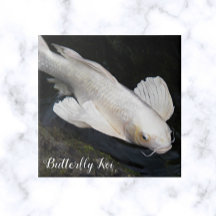 White Butterfly Koi Foto