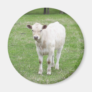 White Calf Round Magnet