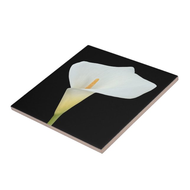 White Calla Blume Gartengarten Foto Fliese (Seite)