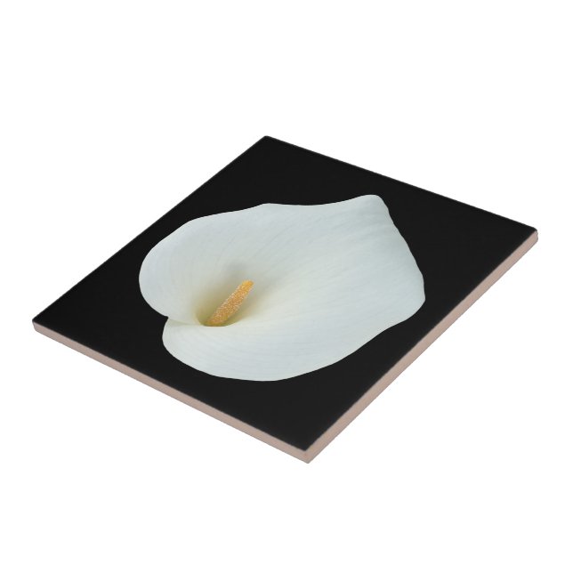 White Calla Blume Gartengarten Foto Fliese (Seite)