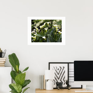 White Calla Lilies Floral Fotografie Poster
