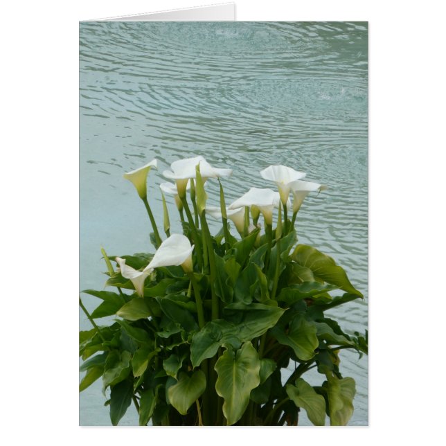 White Calla Lilies und Water Blank Grußkarte (Vorne)