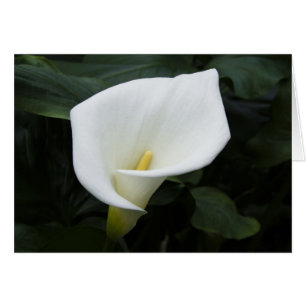 White Calla Lily