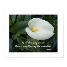 White Calla Lily Aristoteles Philosophisches Zitat