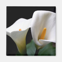White Calla Lily Blume Square Magnet