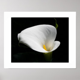 White Calla Lily Floral Fotografie Poster