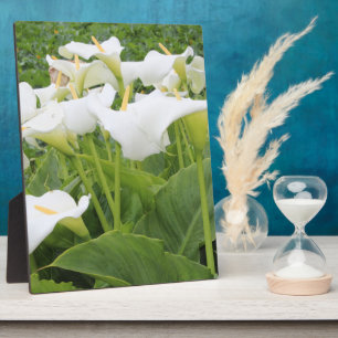 White Calla Lily Fotoplatte