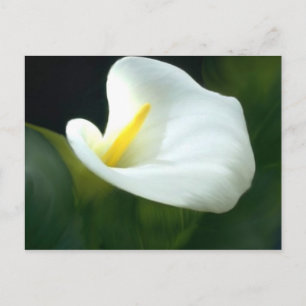 White Calla Lily Postcard Postkarte