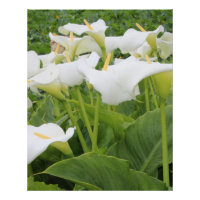 White Calla Lily