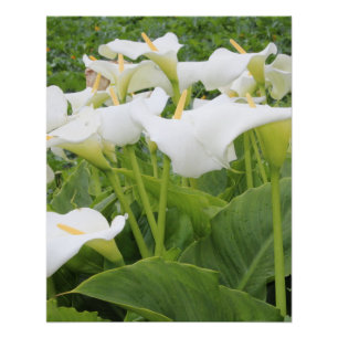 White Calla Lily Poster