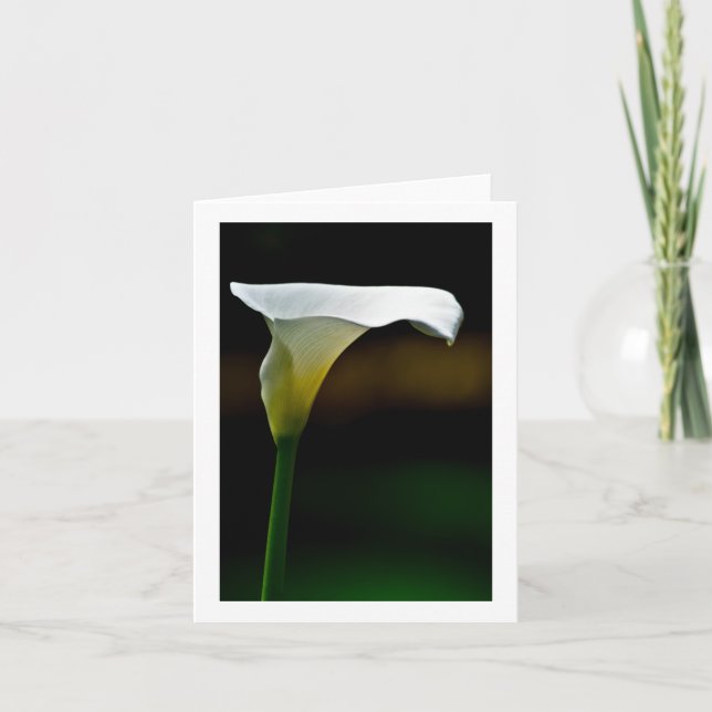 White Calla Lily Stationary (Vorderseite)