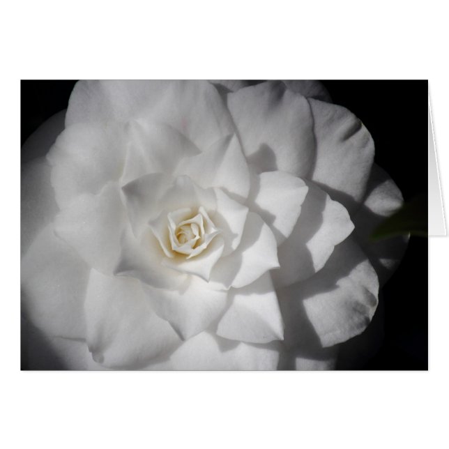 White Camelia (Vorderseite (Horizontal))
