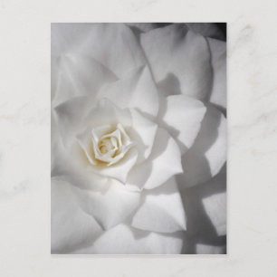 White Camelia Postkarte