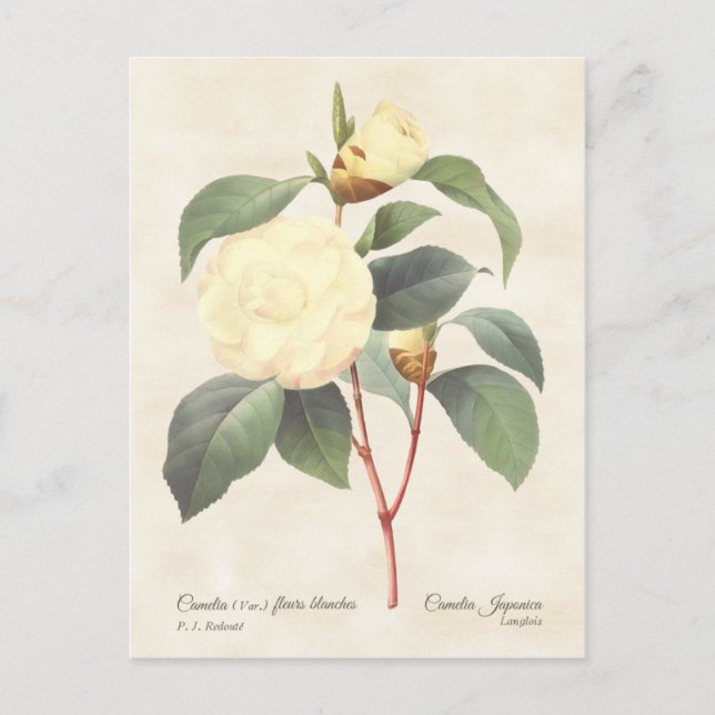White Camellia Japonica Vintag Botanical Postkarte (Vorderseite)