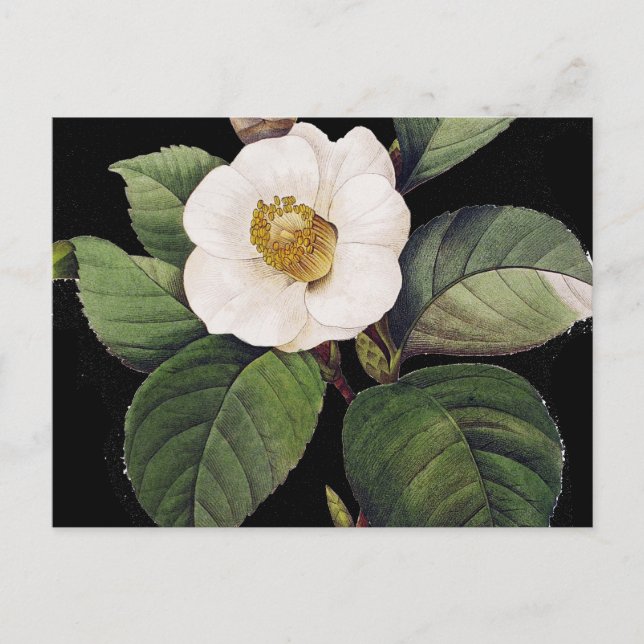 White Camellia Postkarte (Vorderseite)