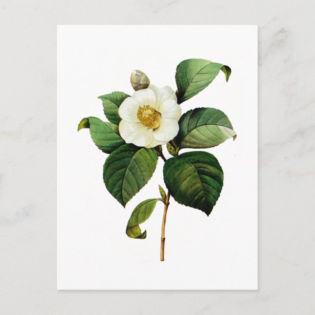 White Camellia von Pierre Joseph Redoute Postkarte (Vorderseite)
