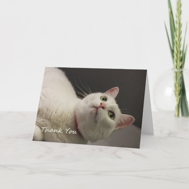 White Cat Danke, dass ihr euch für eine Sache ents Dankeskarte (Vorderseite)