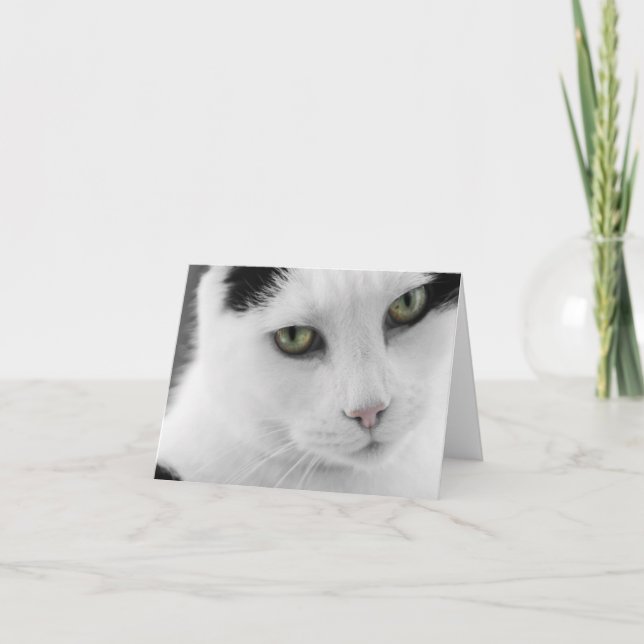 White Cat Note Card Karte (Vorderseite)