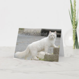 White cat with Happy Birthday Karte