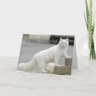 White cat with Happy Birthday Karte