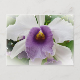 White Cattleya Orchid Blume Postkarte