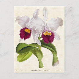 White Cattleya Orchid Vintag Botanisch Postkarte